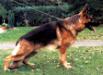 VA2(BSZS 1999) Jango vom F�rstenberg