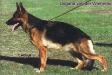 V SG1(BSZS 1997) Ungana von der Wienerau