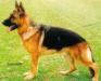 V26 (BSZS) Vax aus der Brunnenstra�e